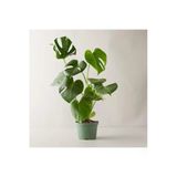 Nura Botanik Monstera Deliciosa Deve Tabanı Büyük Boy, 50-70 cm, Fideler