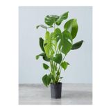 Nura Botanik Monstera Deliciosa Deve Tabanı Çiçeği, 1 Adet Saksılı, 60-100 cm, İç Mekan Salon Bitkisi