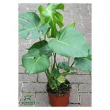 Nura Botanik Monstera Deliciosa, Deve Tabanı Çiçeği, Salon Ofis Bitkisi, Yeşil