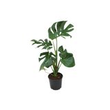 Nura Botanik Monstera Deliciosa Deve Tabanı Ev Ofis Bitkisi, 70-90 cm, Yeşil