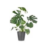 Nura Botanik Monstera Deliciosa, Geniş Yapraklı, 60-90 cm, Saksılı, Ofis Bitkisi