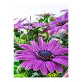 Nura Botanik Mor Bodrum Papatyası Çiçeği Saksılı 20-40cm Çiçek Gübresi