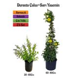 Nura Botanik Mor Duranta Çalısı + Sarı Yasemin Fidanı 2'li Peyzaj Seti