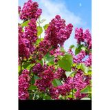 Nura Botanik Mor Leylak Çiçeği Fidanı, 40-60 cm, Saksılı