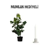 Nura Botanik Mor Leylak Fidanı, Saksı, Mumluk Hediyeli