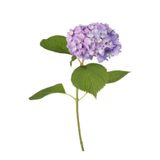 Nura Botanik Mor Ortanca Çiçeği Fidanı, 35-50 cm, Saksılı, Hydrangea