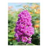 Nura Botanik Mor Oya Çiçeği Fidanı, 40-60 cm, Tüplü, Purple Lagerstromia