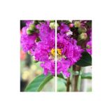 Nura Botanik Mor Renk Oya Ağacı Fidanı, 40-65 cm, Saksılı, Lagerstroemia