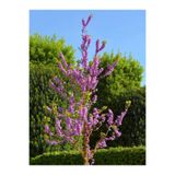 Nura Botanik Mor Renkli Leylak Fidani, 50-60 cm, 1 Adet, Tüplü/Saksılı, Syringa