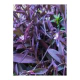 Nura Botanik Mor Renkli Telgraf Çiçeği, 15-25cm Saksılı, 1 Adet, Black Love Flower