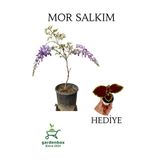 Nura Botanik Mor Salkım Ağacı Fidanı Sarmaşık, 30-60 cm, Saksılı, Yaprak Güzeli Hediyeli