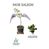 Nura Botanik Mor Salkım Ağacı Fidanı Sarmaşık, 30-60 cm, Saksılı, Yeşim Para Çiçeği Hediyeli