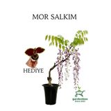 Nura Botanik Mor Salkım Ağacı Fidanı Sarmaşık, 40-60 cm, Saksılı, Yaprak Güzeli Hediye