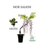Nura Botanik Mor Salkım Ağacı Fidanı Sarmaşık, 40-60 cm, Saksılı, Yeşim Para Çiçeği Hediye Seti
