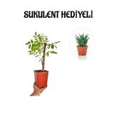 Nura Botanik Mor Salkım Ağacı Fidanı, Sukulent Hediyeli