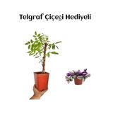 Nura Botanik Mor Salkım Ağacı Fidanı, Telgraf Hediyeli