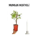 Nura Botanik Mor Salkım Çiçeği Fidanı, Mumluk Hediyeli