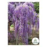 Nura Botanik Mor Salkım Çiçeği Fidanı, Saksılı, 30-60 cm
