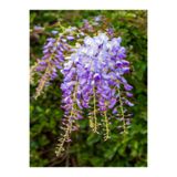 Nura Botanik Mor Salkım Çiçeği Sarmaşık, 1 Adet Saksılı, 40-60 cm, Wisteria Sinensis