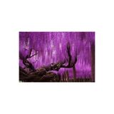 Nura Botanik Mor Salkım Fidanı, 5 Adet, Wisteria Sinensis, 40-60 cm