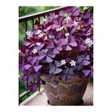 Nura Botanik Mor Süs Yoncası (Oxalis Triangularis) 20–30 cm İç Mekan Dekoratif Saksı Bitkisi
