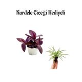 Nura Botanik Mor Telgraf, Kara Sevda Çiçeği, Kurdele Çiçeği Hediyeli