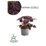 Nura Botanik Mor Yaprak Güzeli Çiçeği (Purple Coleus), 1 Adet