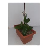 Nura Botanik Mum Çiçeği 20-40 cm, Terracotta Saksı