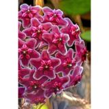 Nura Botanik Mum Çiçeği Egzotik Kırmızı 10-15cm Ev Salon Balkon Bitkisi