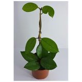 Nura Botanik Mum Çiçeği Hoya Carnosa, 1 Metre, Kokulu Çiçekleri, Pembe Beyaz, İç Mekan Bitkisi