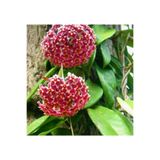 Nura Botanik Mum Çiçeği Pembe (Fuşya) Hoya Carnosa 9 cm Saksıda
