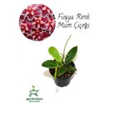 Nura Botanik Nadir Tür Fuşya Renk Mum Çiçeği Hoya Carnosa, 10-20 cm