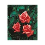 Nura Botanik Narçiçeği Yediveren Kokulu Gül Fidanı, Saksılı, 10-15cm, Pomegranate Blossom Rose