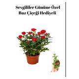 Nura Botanik Öğretmenler Gününe Özel Kırmızı Gül Fidanı, Buz Çiçeği Hediyeli