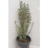 Nura Botanik Origanum Microphyllum Minik Yapraklı Mercanköşk Fidesi 10-30 cm