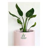 Nura Botanik Orta Boy Saksılı Starliçe Cennet Çiçeği, 15-30cm, Strelitzia