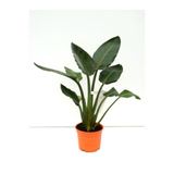 Nura Botanik Orta Boy Strelitzia Starliçe, 50-70cm, Saksılı, Salon Çiçeği