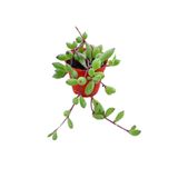 Nura Botanik Othonna Capensis Sukulent Bitki, Yakut Kolyesi, 5.5 Saksı