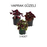 Nura Botanik Özel Tür Yaprak Güzeli Çiçeği 3 ADET Saksıda Kolyos(Coleus)