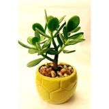 Nura Botanik Para Çiçeği 15-20 cm Crassula Ovata Para Ağacı, Mini Boy