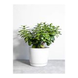 Nura Botanik Para Çiçeği Ağacı, 10-40 cm, Crassula, Saksılı İç/Dış Mekan Bitkisi