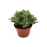 Nura Botanik Para Çiçeği Bonsai Yeşim Bitkisi, Para Ağacı Şans Bereket Bitkisi, 20-35 cm