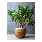 Nura Botanik Para Çiçeği (Crassula Ovata), 20-40 cm, Saksılı İç Mekan Bitkisi