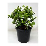 Nura Botanik Para Yeşim Bitkisi, Yenilebilir, 15-30cm, Saksılı