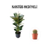 Nura Botanik Parlak Canlı Yapraklı Kauçuk Bitkisi, Kaktüs, Yeşil