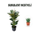 Nura Botanik Parlak Canlı Yapraklı Kauçuk Bitkisi, Sukulent Hediyeli