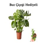 Nura Botanik Parlak Geniş Yapraklı Deve Tabanı Bitkisi, Buz Çiçeği Hediyeli