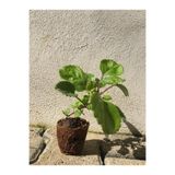Nura Botanik Parlak Mustafa Çiçeği Fidesi, Plectranthus verticillatus, Yeşil