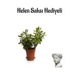 Nura Botanik Parlak Yapraklı Para Çiçeği, Helen Saksı Hediyeli