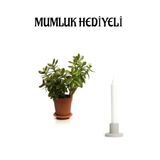Nura Botanik Parlak Yapraklı Para Çiçeği, Mumluk Hediyeli